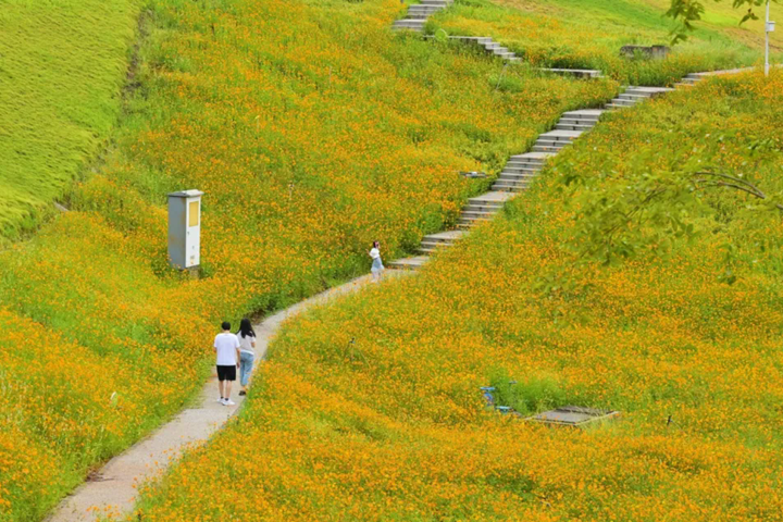 Golden cosmos fields delight visitors in Liangjiang