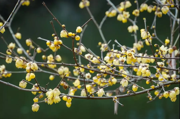 Wintersweet blooms brighten Liangjiang as Spring Festival nears