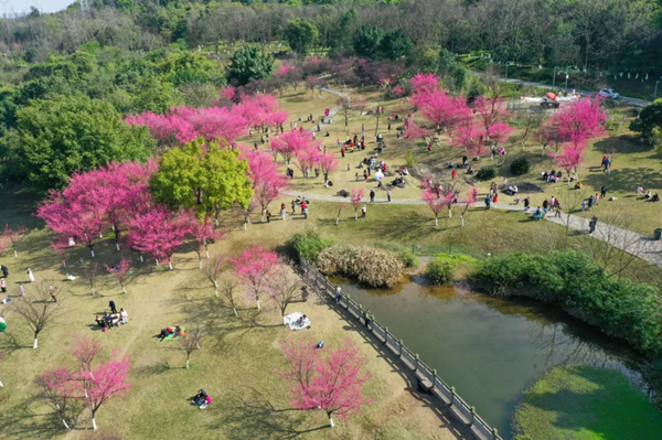 Zhaomu Mountain transforms into sea of plum blossoms