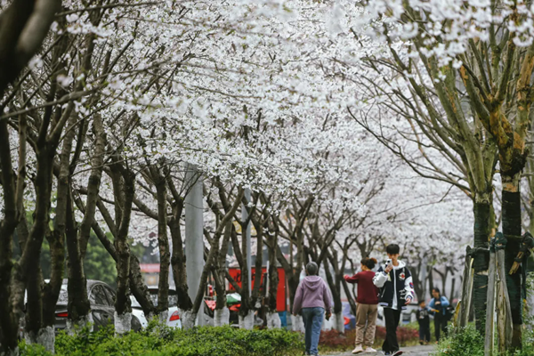 Liangjiang's cherry blossom avenue: A springtime spectacle