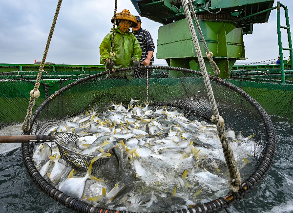 湛江金鲳鱼迎来丰收，金鲳鱼产业成为湛江乡村振兴的重要支柱产业。 张锋锋 摄-1(1).jpg