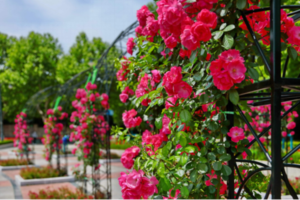 1749436430333002357.png 2.png