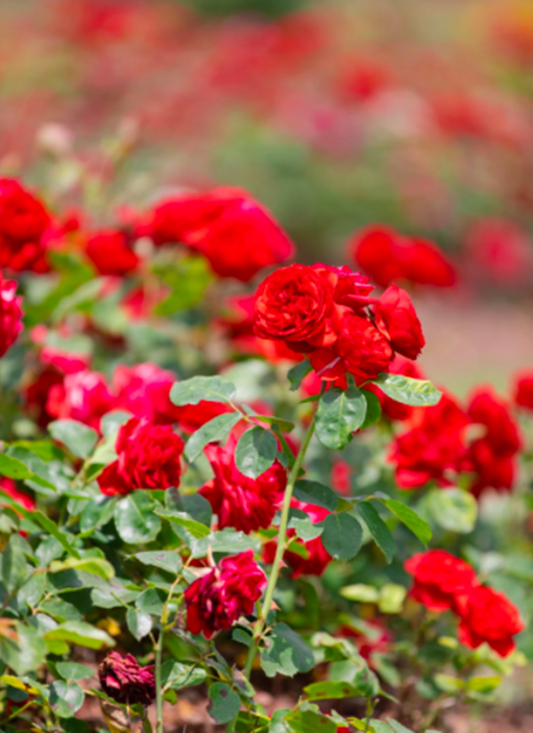 1749436471074012219.png 4.png