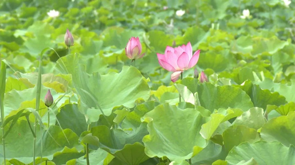 1752046785418038684.jpg 1.jpg