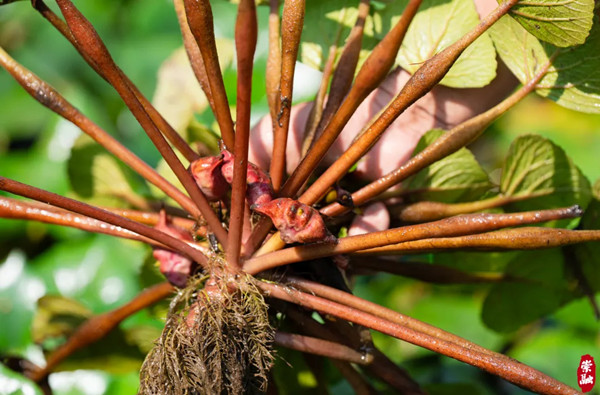 1761112552745054812.jpg 4079121626.jpg