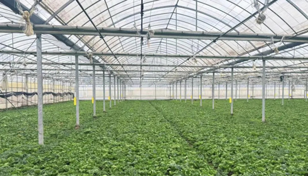 1762331924351008545.jpg 金山5.jpg