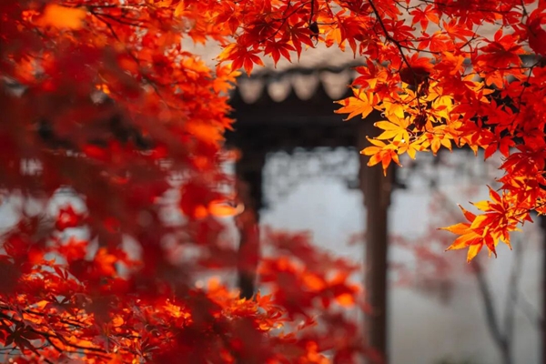 Autumn splendor unfolds at Jiading's Qiuxia Garden