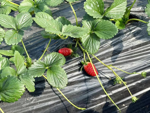 1767002919576089632.jpg 789131456.jpg