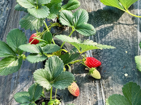 1767002941508070524.jpg 4098405135.jpg