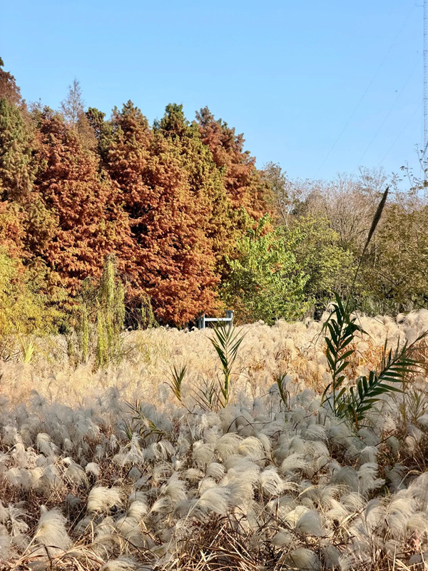 1767002978816089798.jpg 579097751.jpg