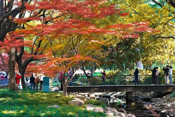 Yanzhong Park transforms into autumn wonderland
