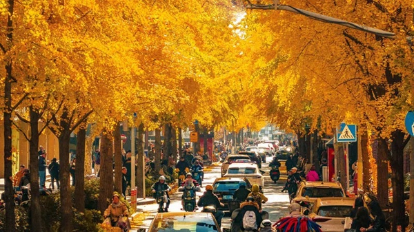 Golden ginkgo leaves paint Jumen Road