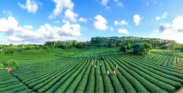 Flourishing agricultural industries driving Zhanjiang's high-quality development