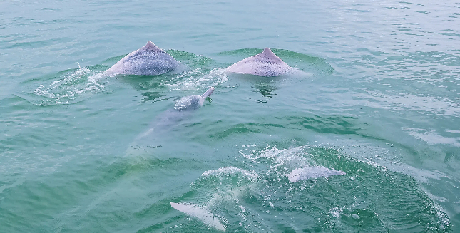 Dolphins and mangroves symbols of Zhanjiang's ecological achievements