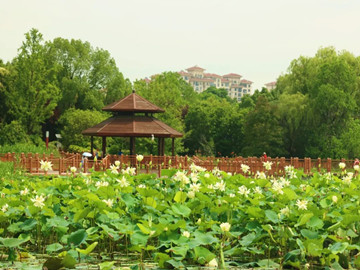Lotus blooms herald summer's arrival at Shanghai's Gucun Park