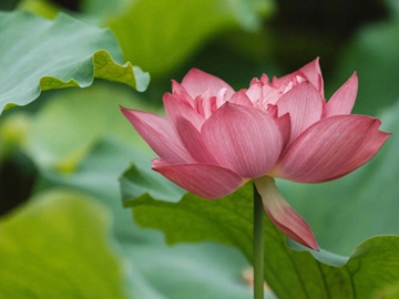 Shanghai's Yangpu district welcomes lotus blooming season