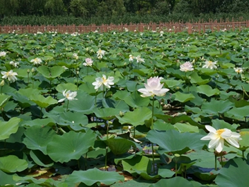 Explore lotus haven at Dianshan Lake