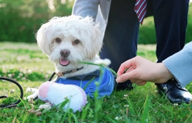 Furry adventures in Zhaoxiang: Lucas uncovers a pet-friendly wonderland