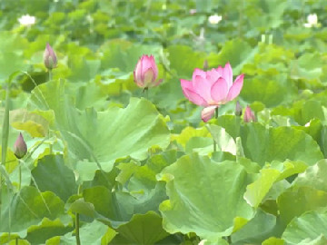 Savor summer bliss: lotus viewing and tea tasting in Songjiang