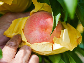 Fengxian's sweet summer delight hits peak season