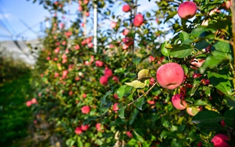 Guyuan's green transformation: Thriving eco-industries and award-winning agricultural products in Ningxia
