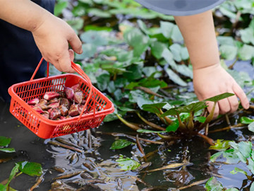 Autumn water caltrop harvest draws crowds