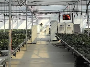 Two major agricultural projects launch in Chongming's Zhongxing town