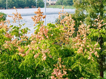 Golden rain trees announce autumn in Baoshan