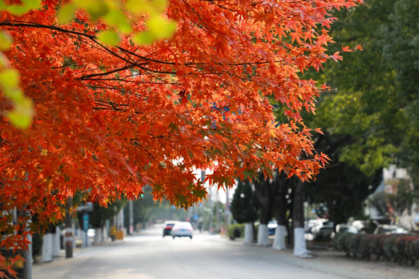 Autumn colors warm roads and parks across Jinshan