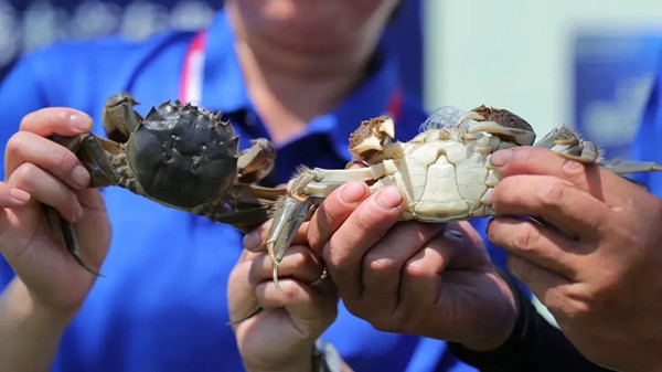 Xiaokunshan weekend escapes: From river-crab feasts to rice-culture retreats