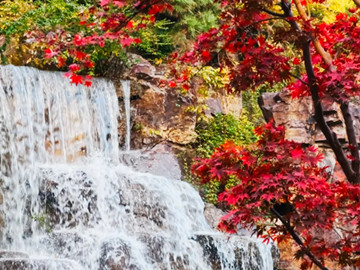 Jing'an's hidden garden offers respite from city bustle