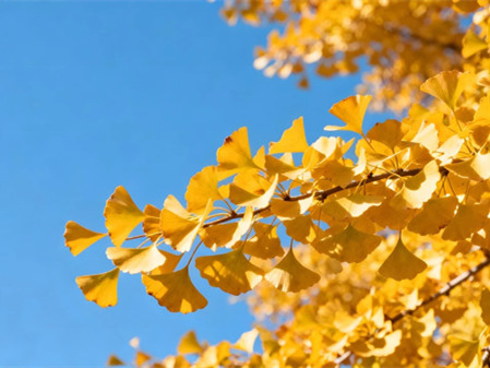 Capturing autumn's last golden whispers in Jing'an
