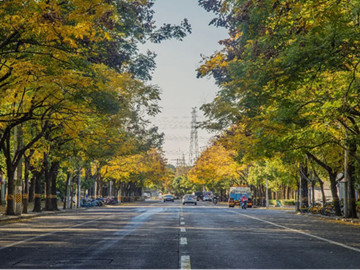 Autumn's palette paints Putuo's streets