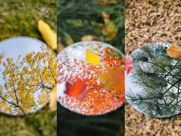 Autumn's brush paints Qidonglin and Chunguang parks in Putuo