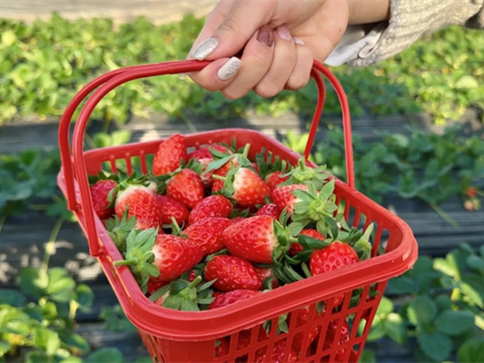 Winter's sweet secret: strawberry picking in Baoshan's Haixing village