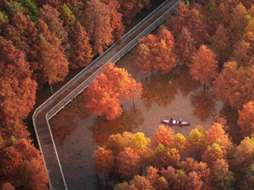 Xisha Wetland's 'water forest' dons winter hues