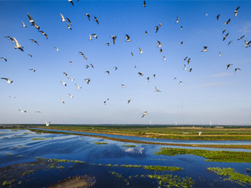 Chongming's Dongtan welcomes migratory birds, hosts community birdwatching festival