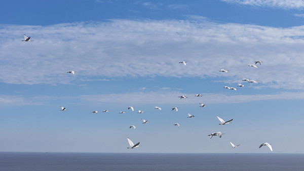 Fengxian coastal wetland welcomes winter migratory birds