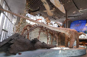 Spectacular exhibition of rare dinosaur specimens held in Shanghai
