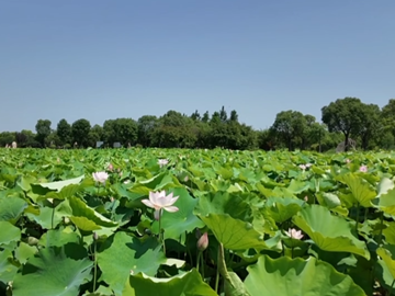 Chongming Lotus Expo Park in peak summer bloom