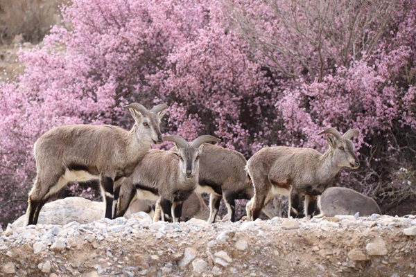 1744252484533024327.jpg 67e8de52a3100831b044a1c9.jpg