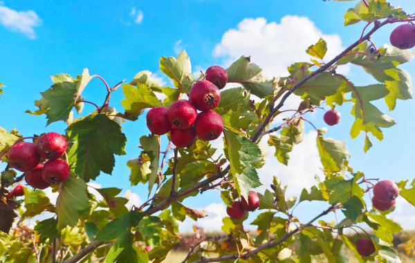 1761643970188080254.jpg 图片123423432.jpg