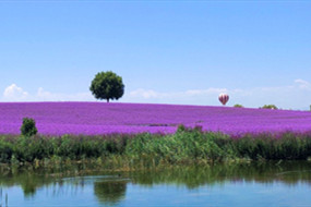 Lavender Estate: Transforming deserts into blooming oases