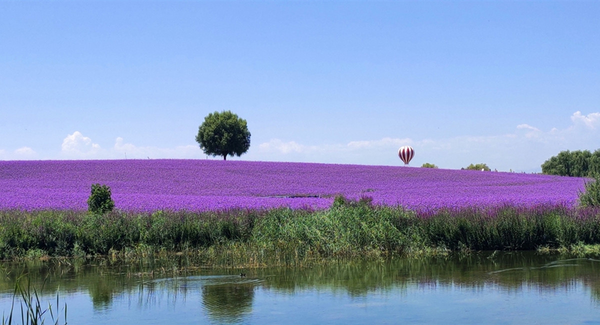 Ningxia Lavender Estate: Transforming deserts into blooming oases