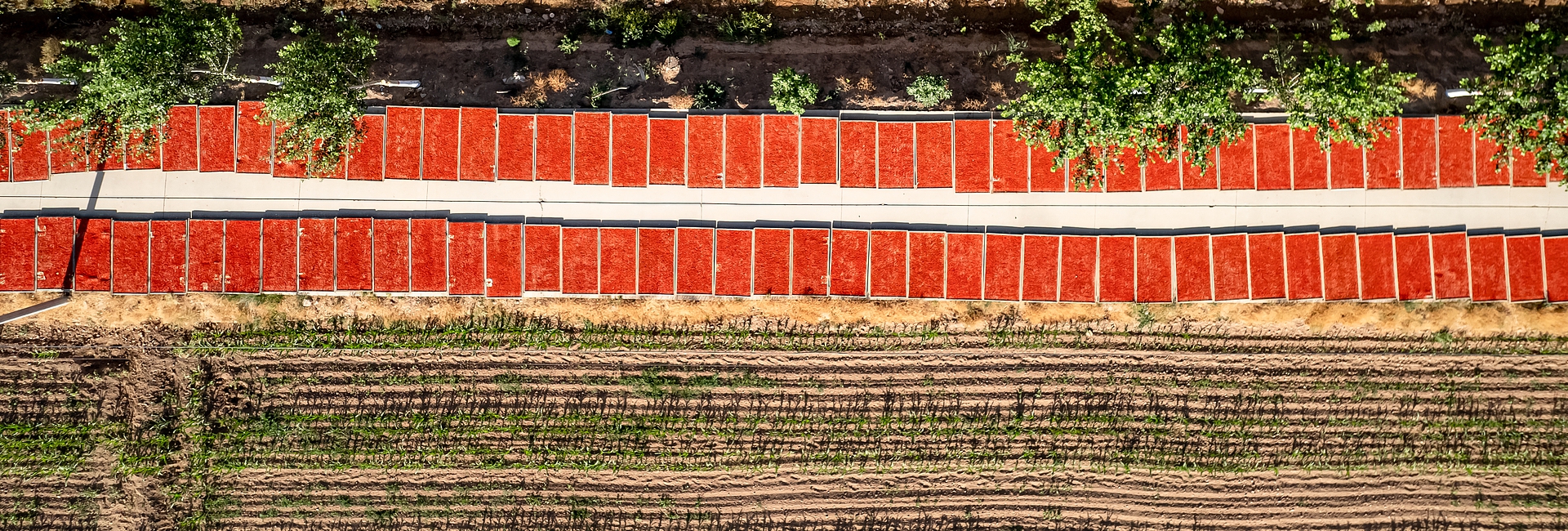 First Ningxia goji berry harvest season opens
