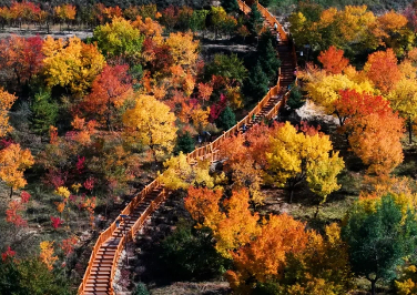 Exploring Ningxia's splendid torch leaf scenery in autumn