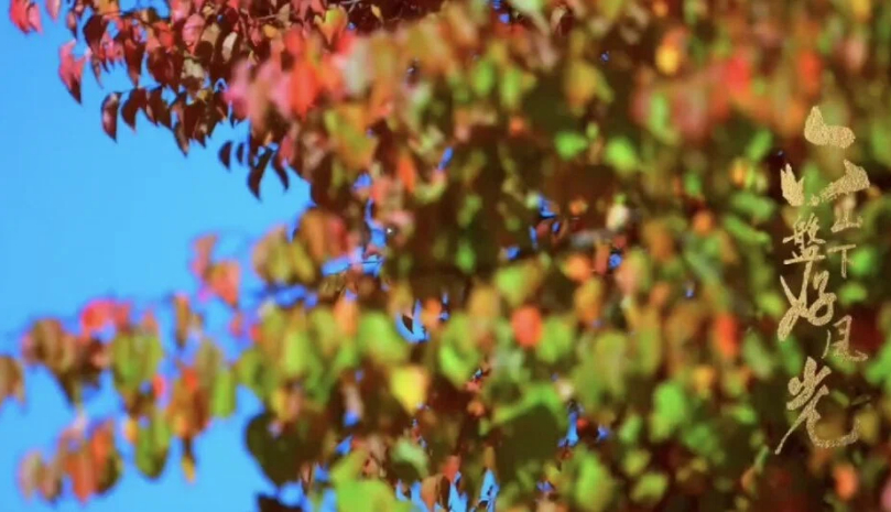 Ningxia's Longde county filled with atmosphere of autumn