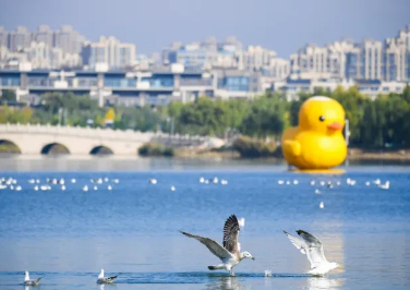 Black-headed gulls spotted in Yinchuan