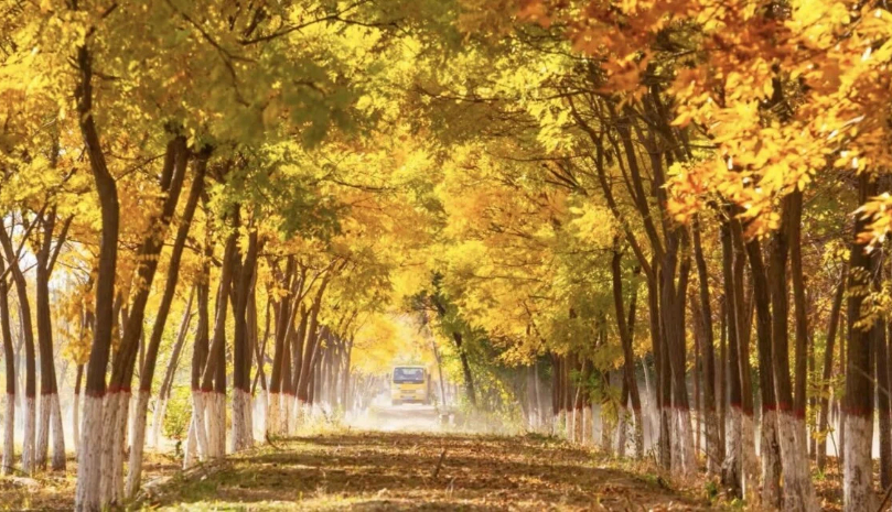 Splendid autumn scenery in Xixia district, Yinchuan