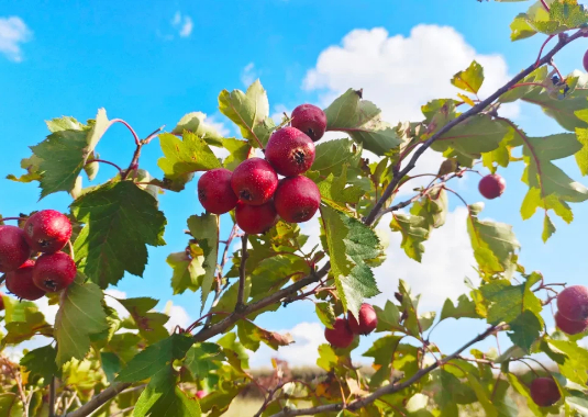 Taste sweetness of Ningxia fruits in autumn